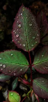 Close-up of dew-covered green leaves with a dark backdrop.