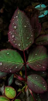 Close-up of a dewy leaf with a butterfly.