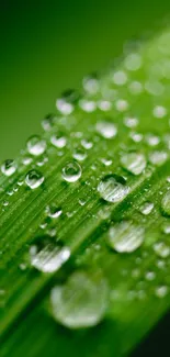 Vibrant green leaf adorned with glistening dew drops.