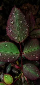 Dew-covered dark green and purple leaves wallpaper.