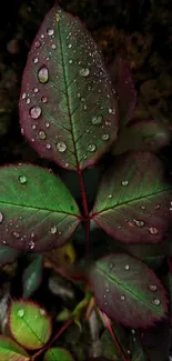 Close-up of a leaf with dew droplets on dark green and maroon hues.