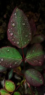 A dark green leaf with dew drops on a dark background wallpaper.