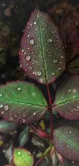 Vivid green rose leaves with dew droplets.