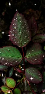 Dark green leaves with dew drops on them.