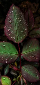 Close-up of dew-kissed green leaves with red accents, showcasing natural beauty.