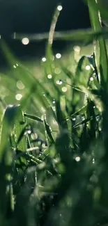 Dew-kissed green grass captured in morning light, sparkling with fresh droplets.