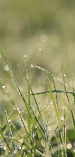 Close-up of dew on green grass in soft morning light.