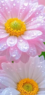 Close-up of dew-covered pink and white flowers.