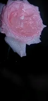 Dew-covered pink rose on dark backdrop.