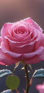 Pink rose with dew drops on petals in soft focus.