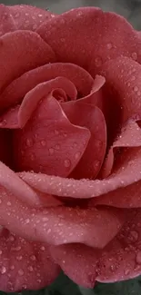 Dew-kissed pink rose with delicate petals and droplets.