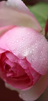 Close-up image of a pink rose with dew drops on its petals.