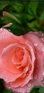 Pink rose with dew drops on green background.