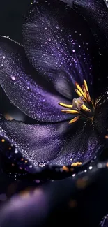 Close-up of a dew-kissed purple flower with gold accents on petals.