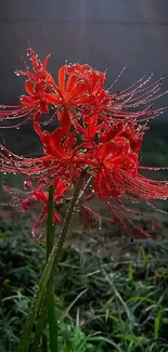 Vibrant red flowers with dew in natural setting.