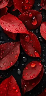 Red leaves with dewdrops on a dark background.