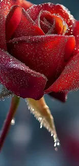 Close-up of a dew-kissed red rose showcasing vibrant petals.