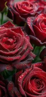 Dew-covered red roses in full bloom, showcasing vibrant colors.