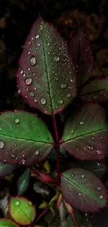 Close-up of rose leaves with dew droplets in dark green hues.