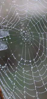 Close-up of a dew-covered spider web against a soft background.