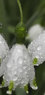 Close-up of white flowers with dew drops and green stems.