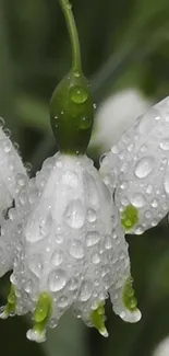 Close-up of white flowers with dew drops, surrounded by green leaves.