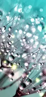 Close-up of dandelion with dew drops against a turquoise background.