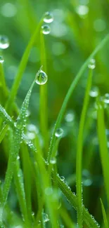 Close-up of dew on lush green grass blades.