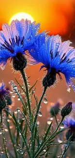 Dewy blue flowers in sunlight creating a serene sunrise scene.