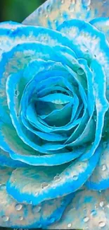 Blue rose with dew drops in vibrant detail.