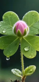 Dew-kissed clover with pink flower bloom.