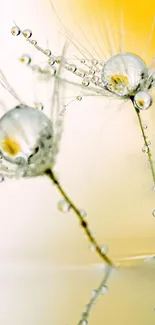 Closeup of dewy dandelions with a yellow background, perfect for spring themes.