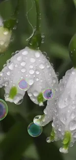 Close-up of dew-covered white flowers with a soft green background.