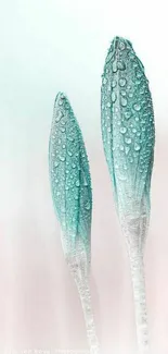 Two dewy budding flowers against a light background.