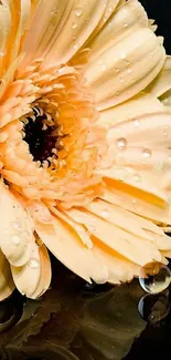 Peach flower with dewdrops on reflective surface wallpaper.