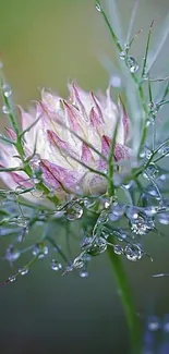 Close-up of a flower with dewdrops on green stems.