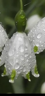 Dew-speckled white flowers with green tips on a lush background.