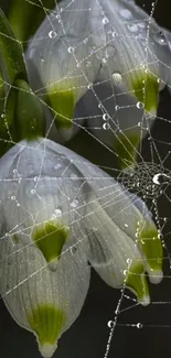 Dew-covered white flowers with spider web.