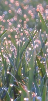 Dewy green grass with sparkling droplets in morning light.