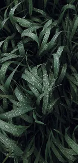 Refreshing dewy green grass leaves with water droplets.