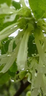 Close-up of green leaves and dewy white flowers.