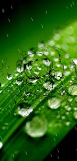 Green leaf with water droplets and celestial design.