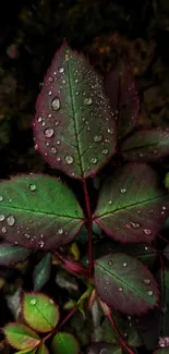 Close-up of dewy green leaves with vibrant natural hues.