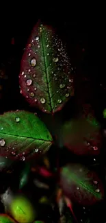 Close-up of dewy leaves against a dark background, showcasing nature's elegant beauty.