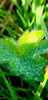 Close-up of a dewy green leaf with morning sunlight.