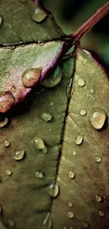 Mobile wallpaper of a dewy leaf with water droplets.