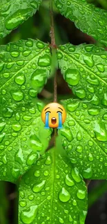 Vibrant dewy leaf with crying emoji overlay for mobile wallpaper.