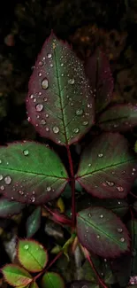 Close-up of dewy leaves with vibrant hues.