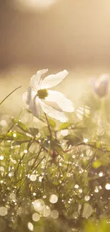 Close-up of morning dew on grass with blooming white flowers.