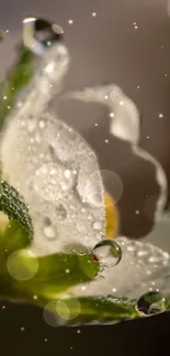 Dew-kissed green petal against a soft, dreamy background.